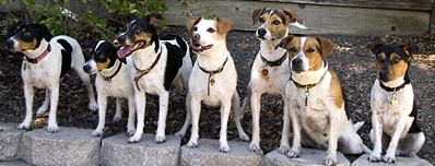 Seven farmdogs in a row