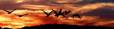 geese flying at sunrise