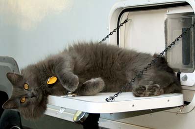 grayson at trailer cat door