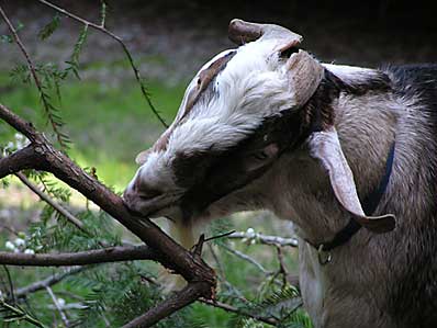 goats eating brush