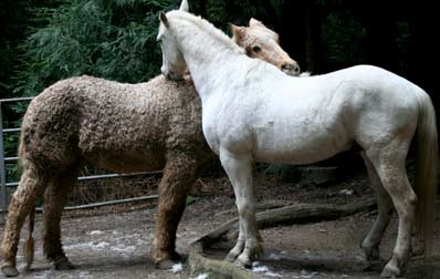 erik and indy grooming each other