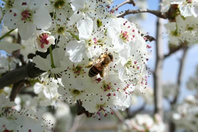 honeybee on flowering fruit tree
