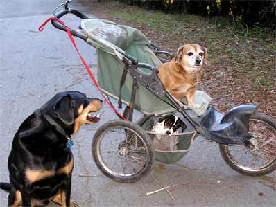 Noche with Dottie and Ginger in jogger