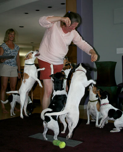 Jumping farmdogs, batman!