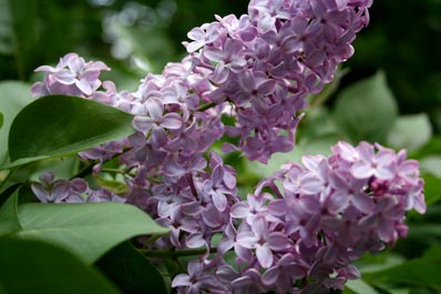 lilacs