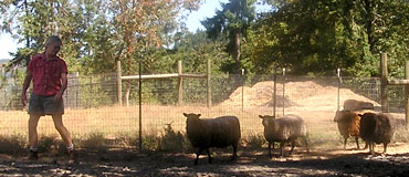 Helen: the Pied Piper of Sheep