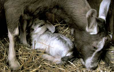 Misty with her newborn baby goat.