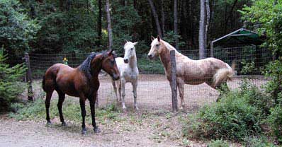 Pepper visits Indy and Erik