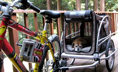Ginger on her bike trailer