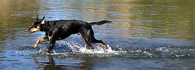 River dog in the making