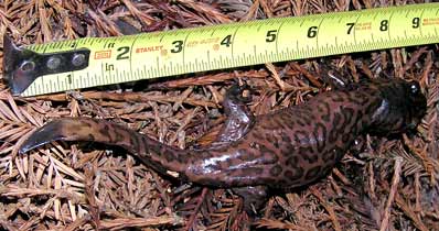 California Giant Salamander