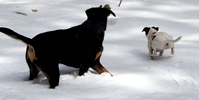 Snow dogs from the back