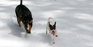 Snow dogs from the front