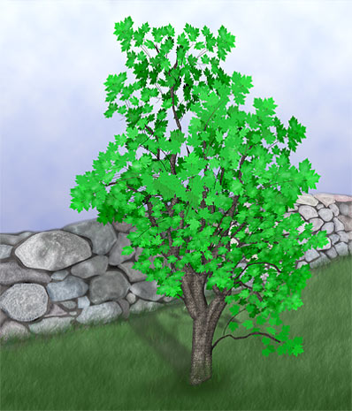 Big Leaf Maple in front of rock wall