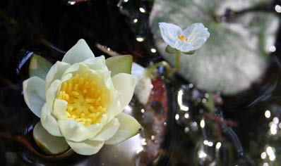 waterlily
